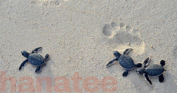All About Sea Turtles