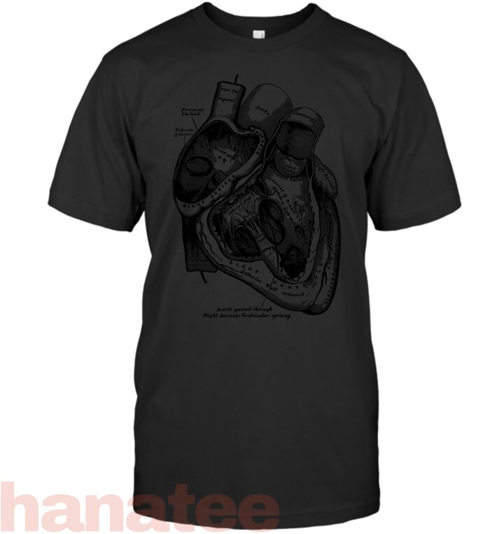 Anatomical Human Heart Medical
